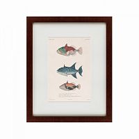 картина: tropical fish, 1830 в Петрозаводске