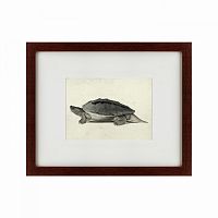 картина: a hand-painted illustration of a burmese roofed turtle, 1873 в Петрозаводске
