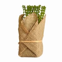 растение декоративное potted herb polini в Петрозаводске