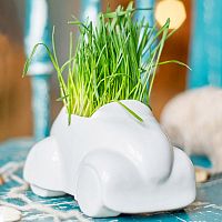 набор для выращивания eco машина в Петрозаводске