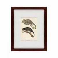 картина: des reptiles, 1705 в Петрозаводске
