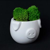 набор для выращивания eco мини-капшо «минипиг» в Петрозаводске