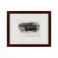 картина: a devon steer, 1869 в Петрозаводске