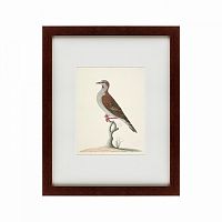 картина: the brown bird в Петрозаводске