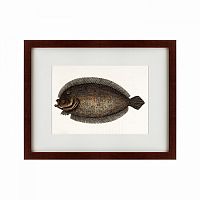 картина: sole fish, 1722 в Петрозаводске