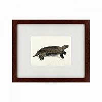 картина: a hand-painted illustration of an arakan forest turtle, 1872 в Петрозаводске