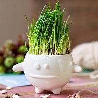 набор для выращивания eco кру в Петрозаводске