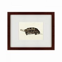 картина: a hand-painted illustration of an elongated tortoise, 1873 в Петрозаводске