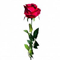роза бордовая 71 см (24) в Петрозаводске