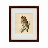 картина: brown owl, 1760 в Петрозаводске