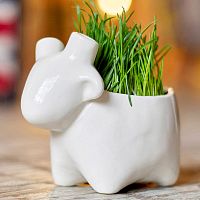 набор для выращивания eco овечка в Петрозаводске