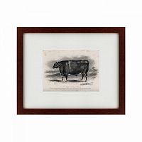 картина: a short horned steer, 1849 в Петрозаводске