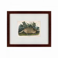картина: armadillo (dasypus peba), 1848 в Петрозаводске